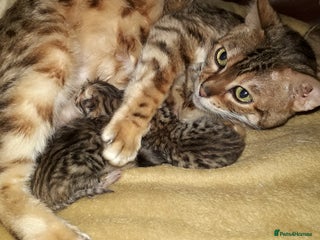 Bengal cats Beautiful Large & small Bengal kittens - Advert 10