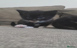 Mixed Breed cats for sale: Playful & cuddly Tabby-Bengal-Mix Kittens £200 - Image 40