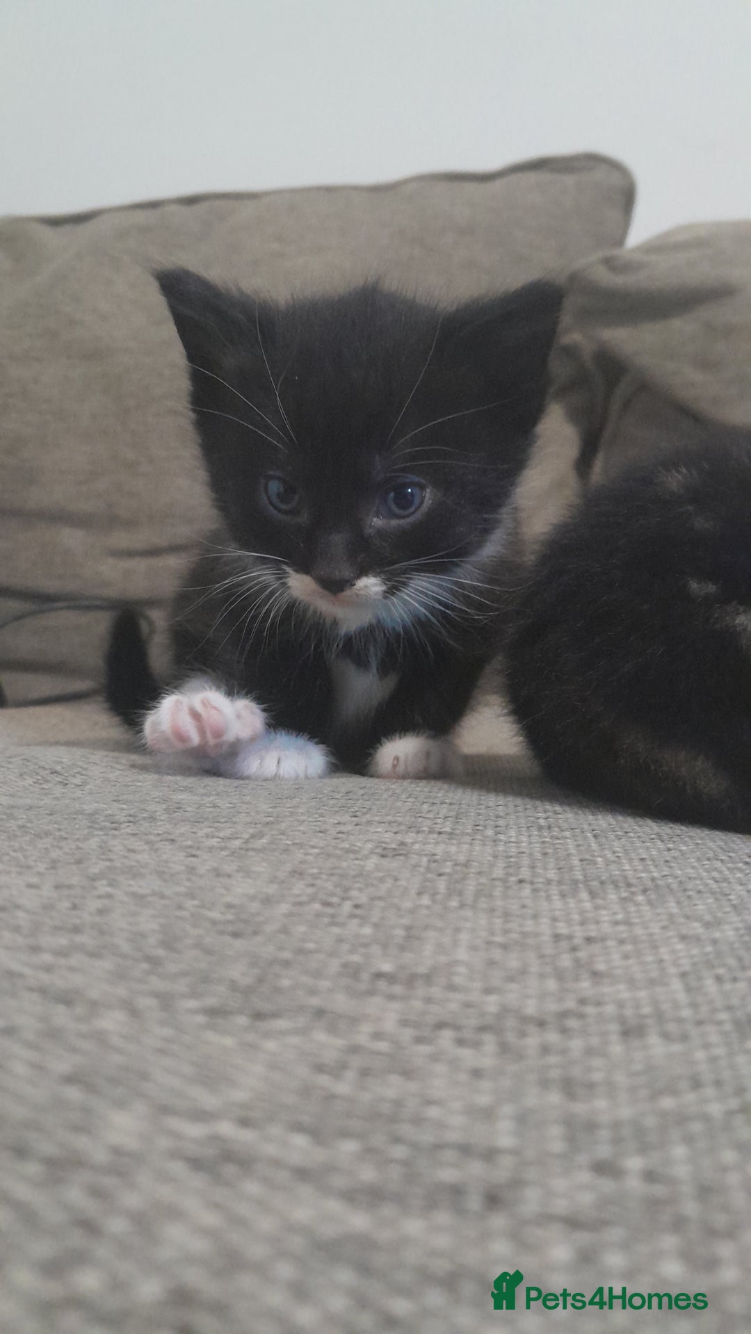 Mixed Breed cats for sale: Playful & cuddly Tabby-Bengal-Mix Kittens £200 - Image 40