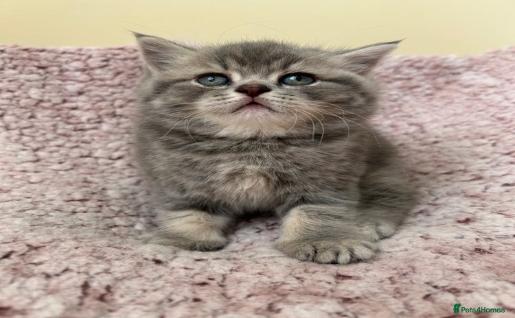 Scottish Fold cats - Advert 8