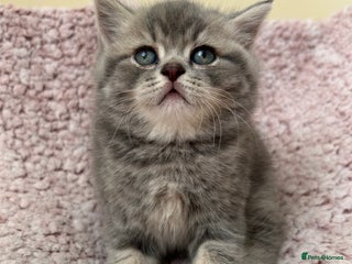 Scottish Fold cats - Advert 33