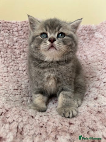 Scottish Fold cats - Advert 8