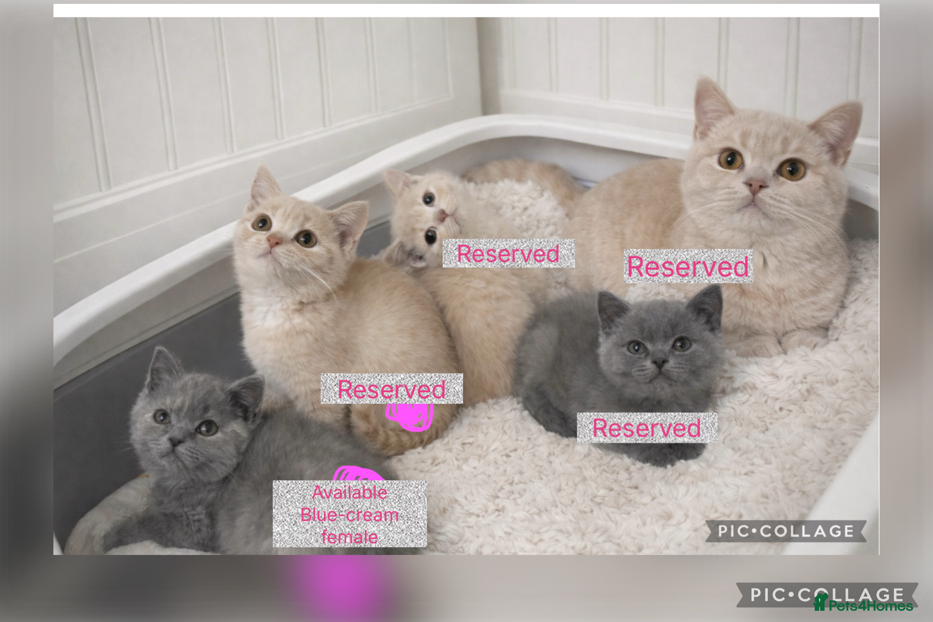 British Shorthair cats British shorthair girls ready in 4 weeks  - Advert 18