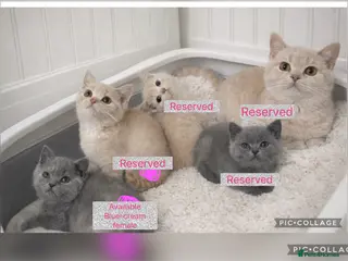 British Shorthair cats British shorthair girls ready in 4 weeks - Advert 18