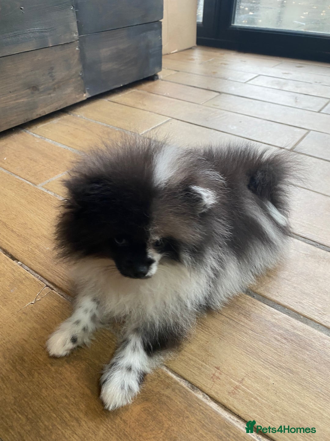 Pomeranian dogs for sale: Super cute sassy poms - Advert 26