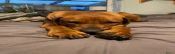 Rhodesian Ridgeback dogs for stud: Beautiful Rhodesian Ridgeback to Stud  in Lightwater - Advert 9