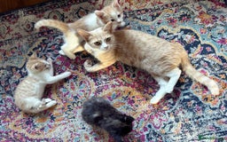 Domestic Shorthair cats for sale: Two male kittens available immediately  - Image 3