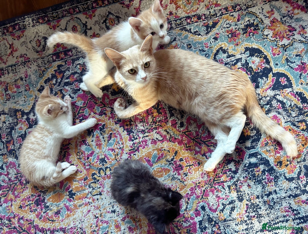 Domestic Shorthair cats for sale: Two male kittens available immediately  - Image 3