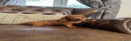Dachshund dogs for sale: Miniature Dachshund Puppies - Advert 7