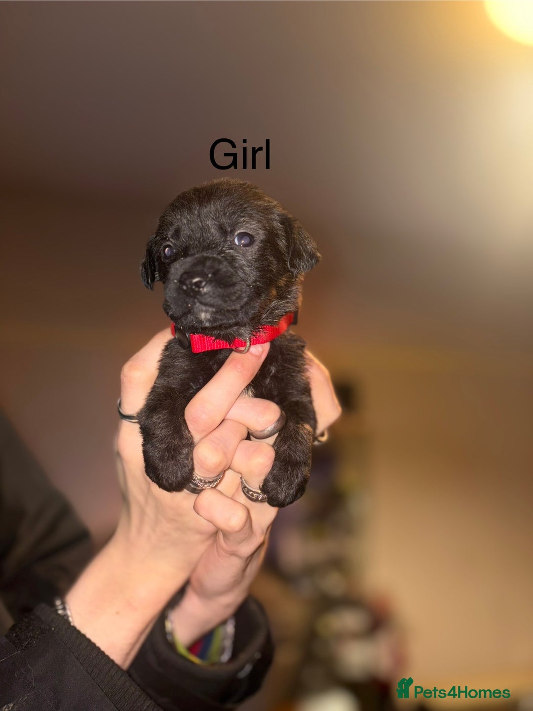 Mixed Breed dogs for sale: staffie cross rottweiler puppies  - Advert 11