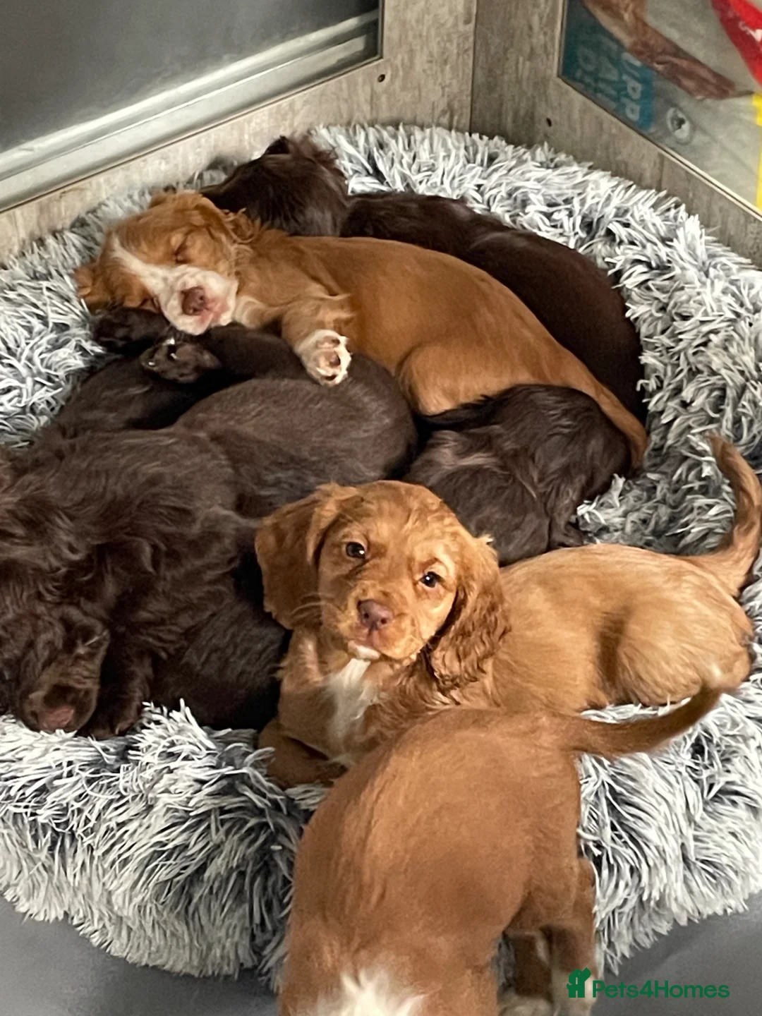 Cocker Spaniel dogs for sale: Cocker spaniel puppies  - Advert 22