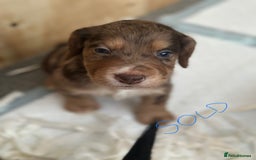 Cocker Spaniel dogs for sale: 1 Gorgeous Girl Cocker Spaniels - Ready to leave - Image 19