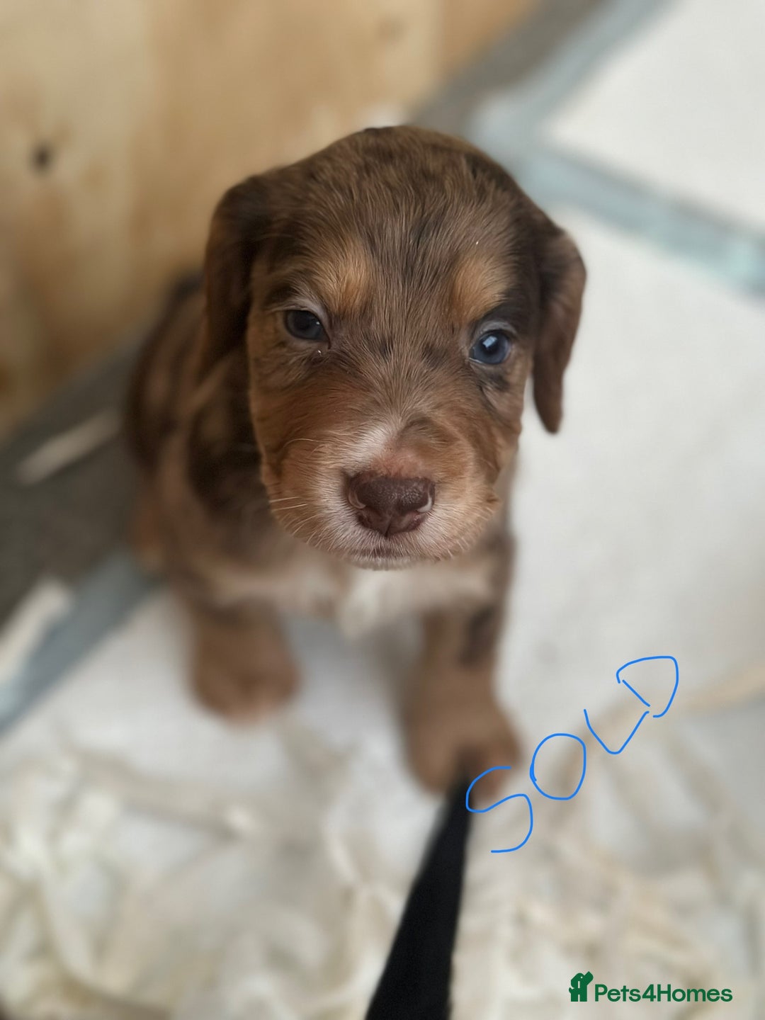 Cocker Spaniel dogs for sale: 1 Gorgeous Girl Cocker Spaniels - Ready to leave - Image 19