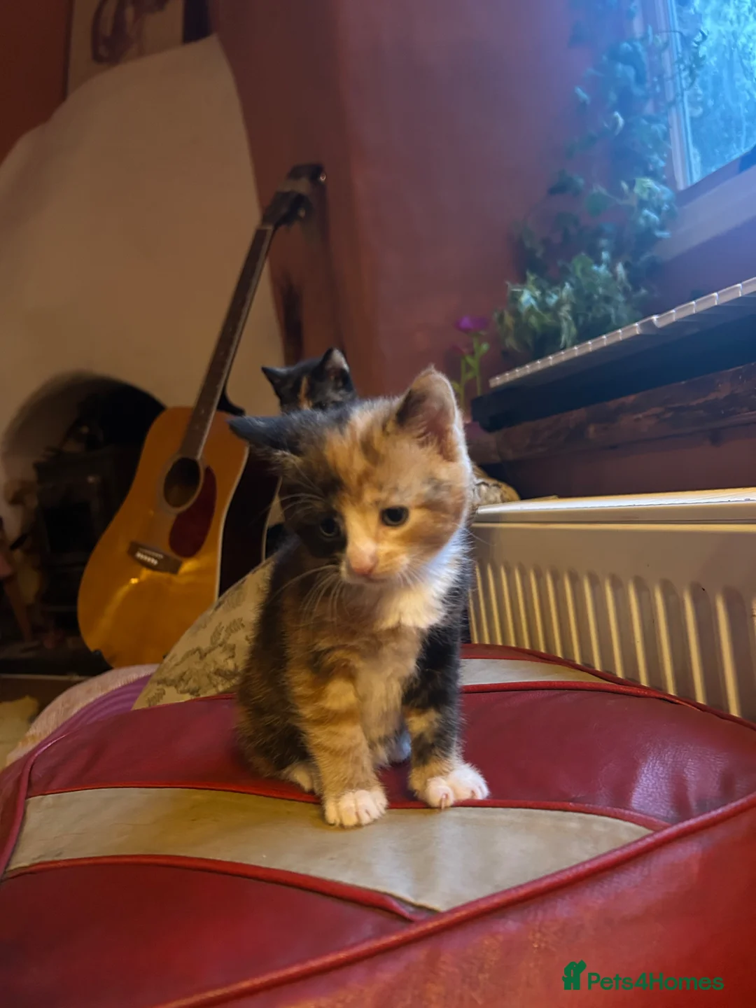 Mixed Breed cats for sale: Gorgeous Ginger, black & white female kitten in Clynderwen - Advert 16