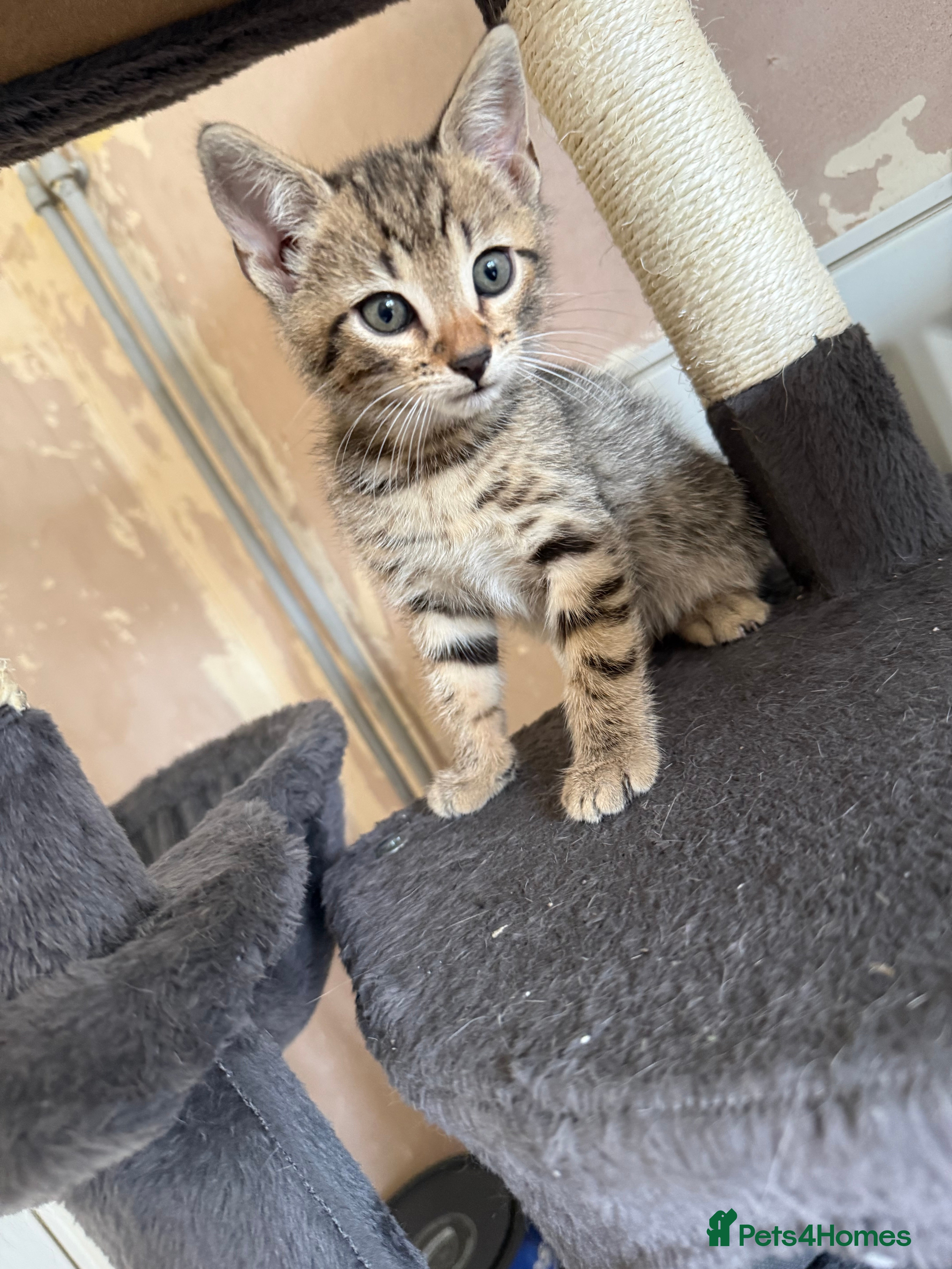 Bengal cats for sale: 1 female kitten available  - Advert 3