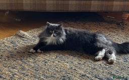 Russian Blue cats for sale: Beautiful Russian Blue 4 Year Old Cat - Image 4