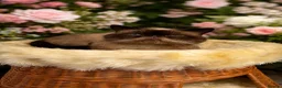 Exotic cats for sale: CHUNKY EXOTICS KITTENS GCCF PARENTS   - Advert 10