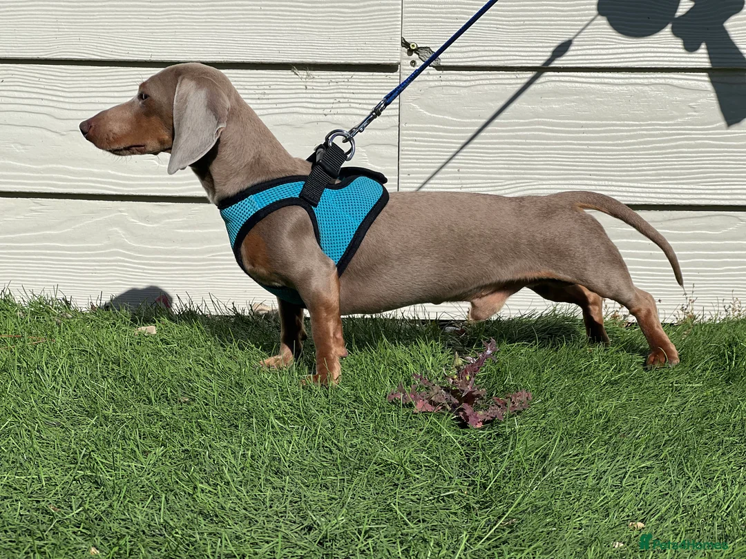 Dachshund dogs for stud: KC Isabella Rabbit Dachshund 2.7kg in Basildon - Advert 9