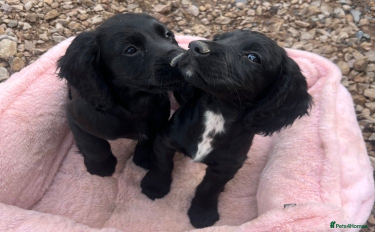 Cocker Spaniel dogs - Advert 3