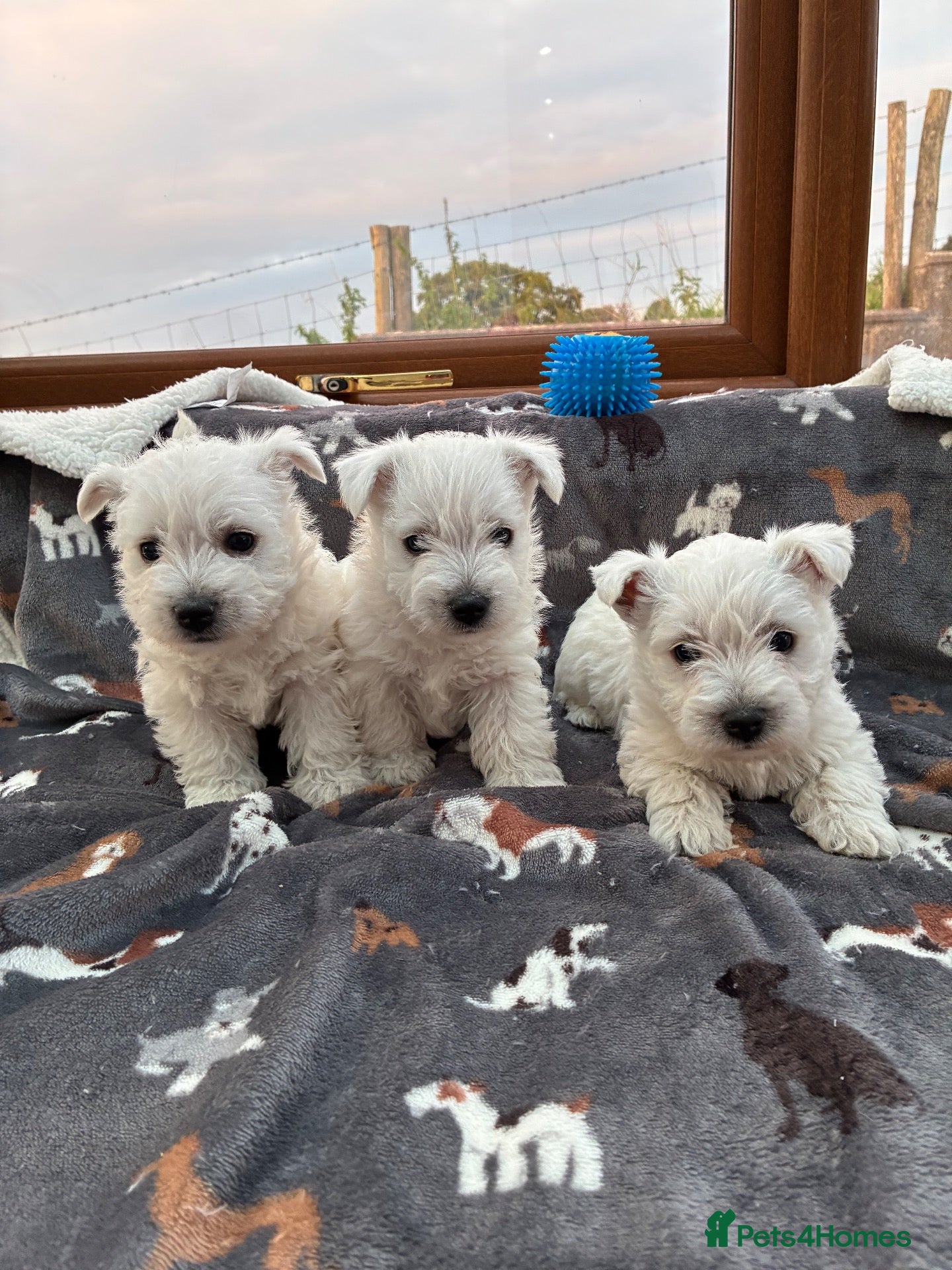 West Highland Terrier dogs West Highland Terriers  - Advert 1