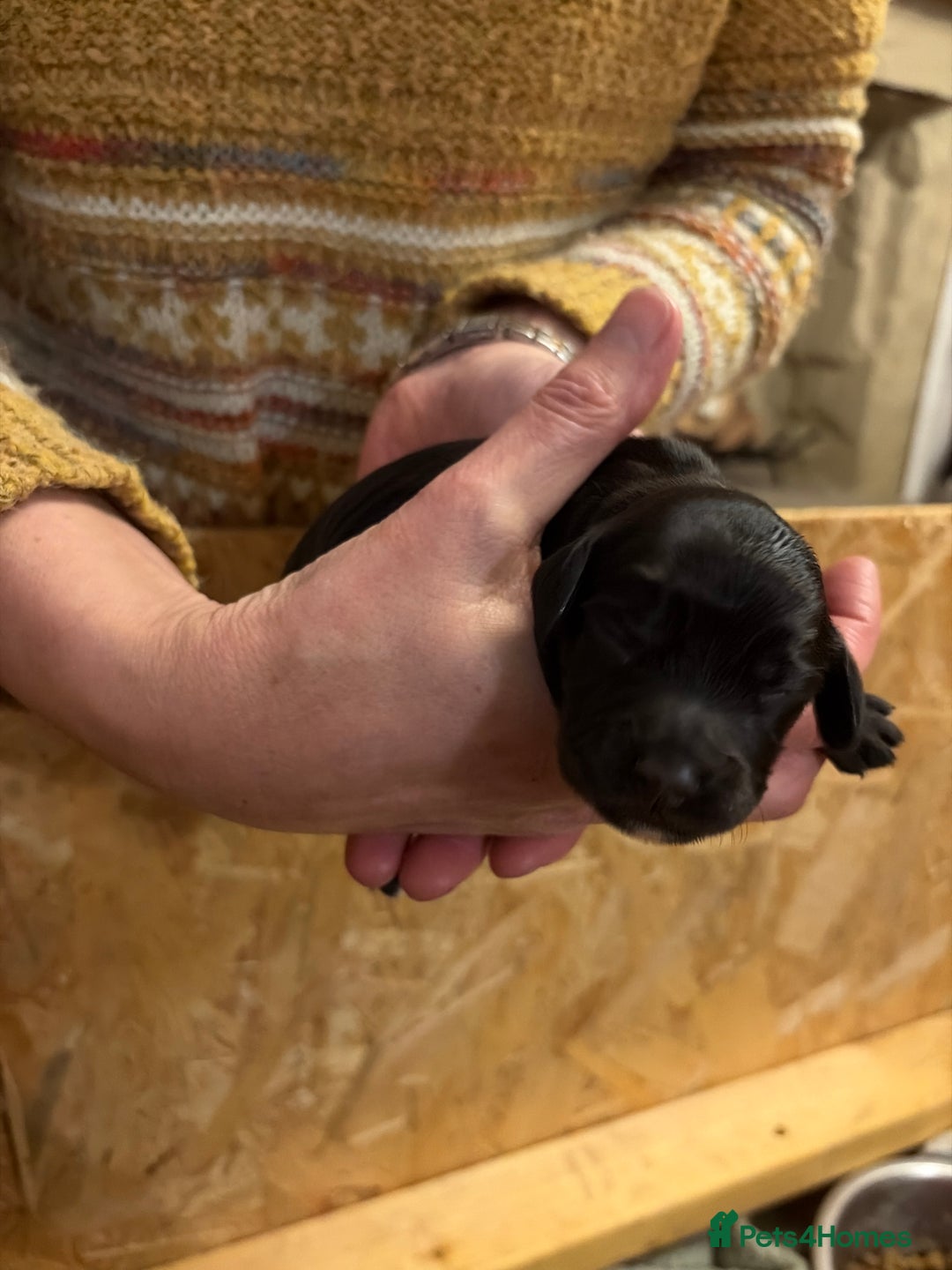 Cocker Spaniel dogs for sale: 6 Working Cocker pups KC registered - Advert 16