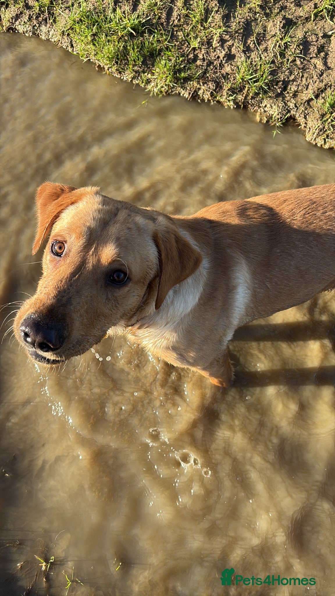 Labrador Retriever dogs Beautiful fully trained pet labrador  - Advert 1