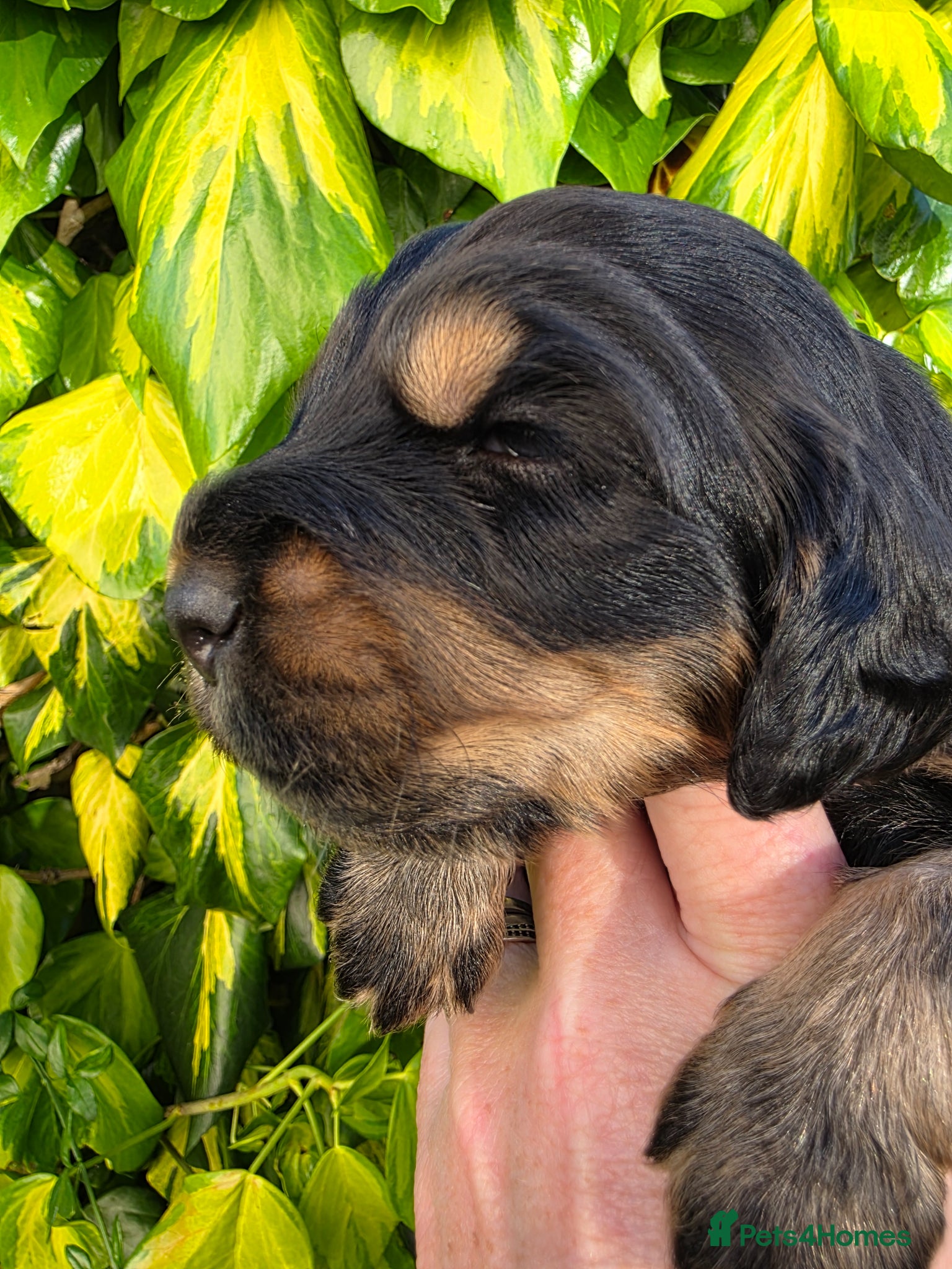 Cocker Spaniel dogs for sale: Black and chocolate tan point cockers  - Advert 11