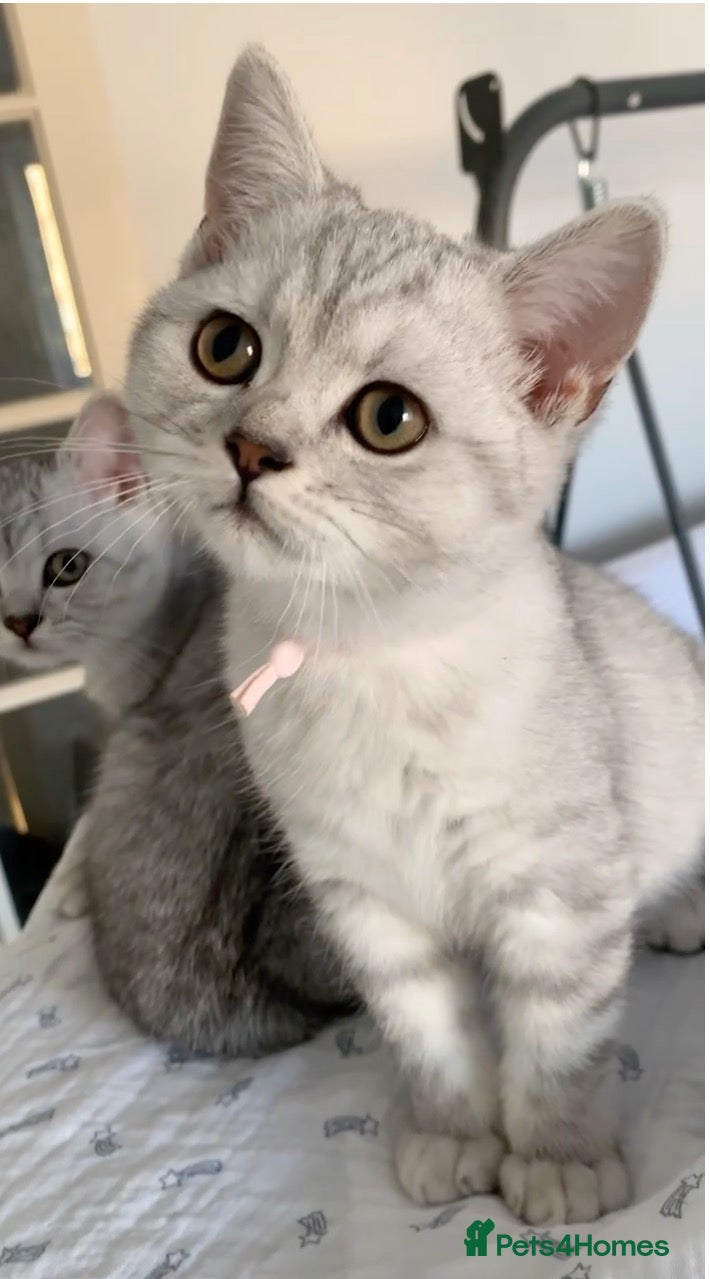 British Shorthair cats for sale: Beautiful British Shorthair Babies 🤍 - Advert 2