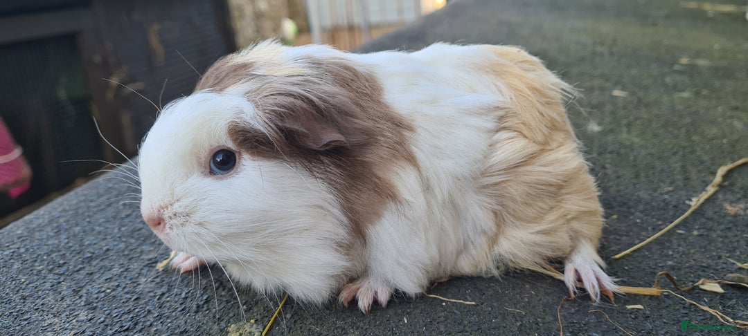 Guinea Pig rodents for sale: Pure Sheltie Male guinea pigs  - Image 7