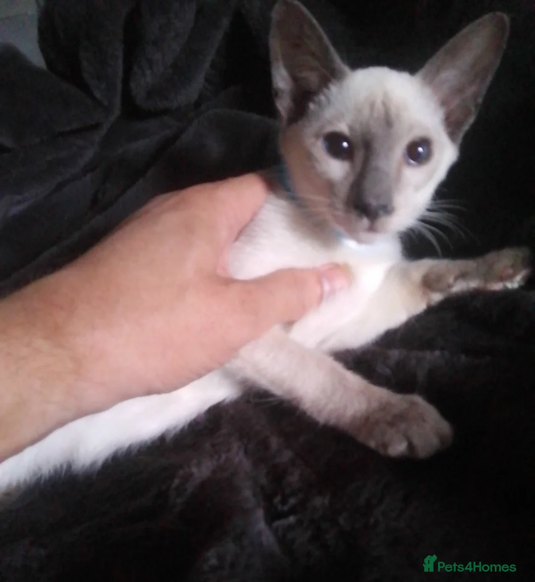 Siamese cats for sale: Siamese kittens - Advert 1
