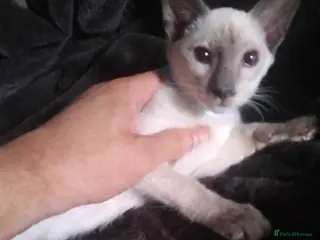 Siamese cats Siamese kittens - Advert 6
