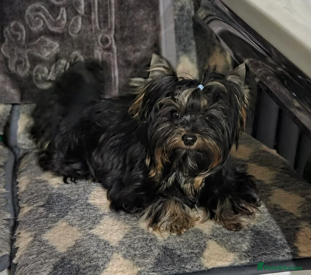 Yorkshire Terrier dogs for sale: Yorkshire Terrier Carrier  - Advert 3