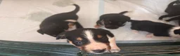 Sprollie dogs for sale: 5 females and 1 male available Sprollie puppies - Advert 3
