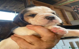 Beagle dogs for sale:  stunning kc reg pups ready midjuly july - Image 29