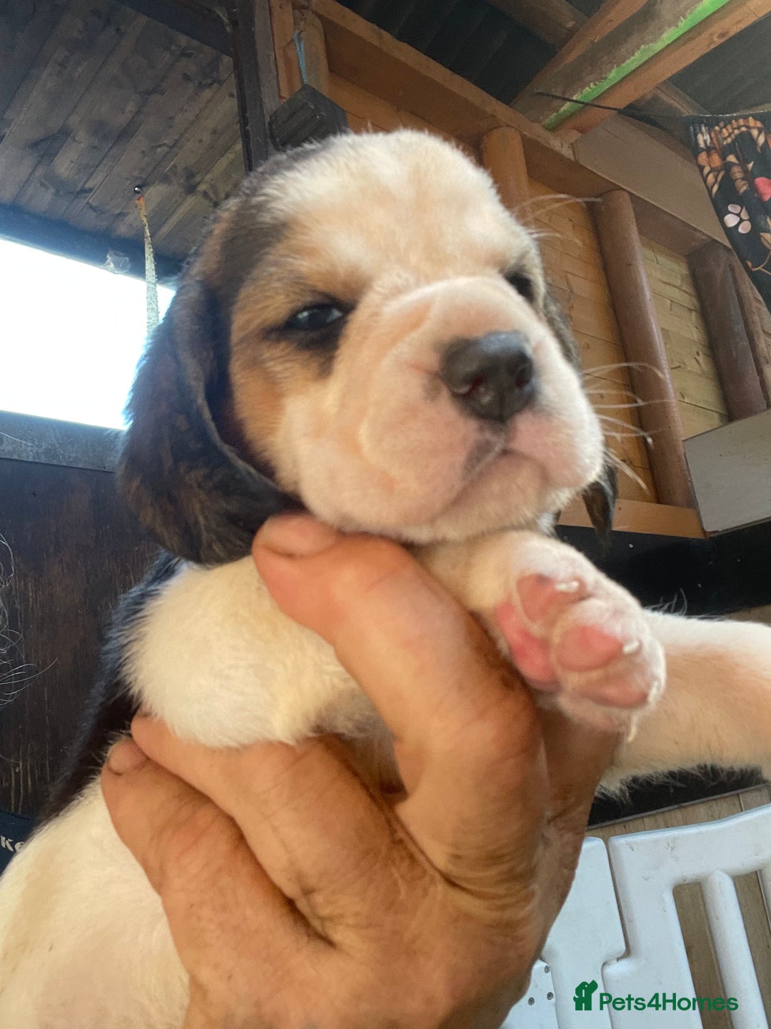 Beagle dogs for sale:  stunning kc reg pups ready midjuly july - Image 29