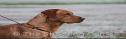 Labrador Retriever dogs for stud: K.c Reg Fox Red Labrador at stud in Suffolk in Eye - Advert 4