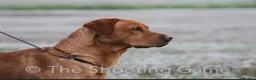 Labrador Retriever dogs for stud: K.c Reg Fox Red Labrador at stud in Suffolk in Eye - Advert 4