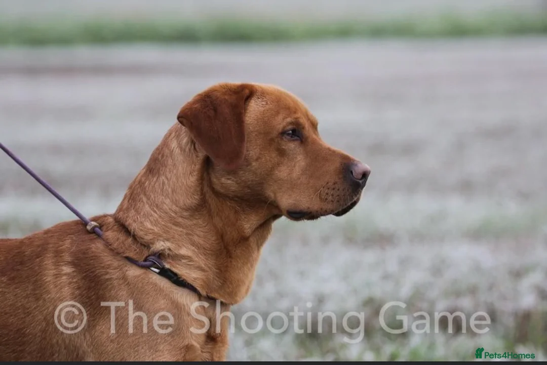 Labrador Retriever dogs for stud: K.c Reg Fox Red Labrador at stud in Suffolk in Eye - Advert 4