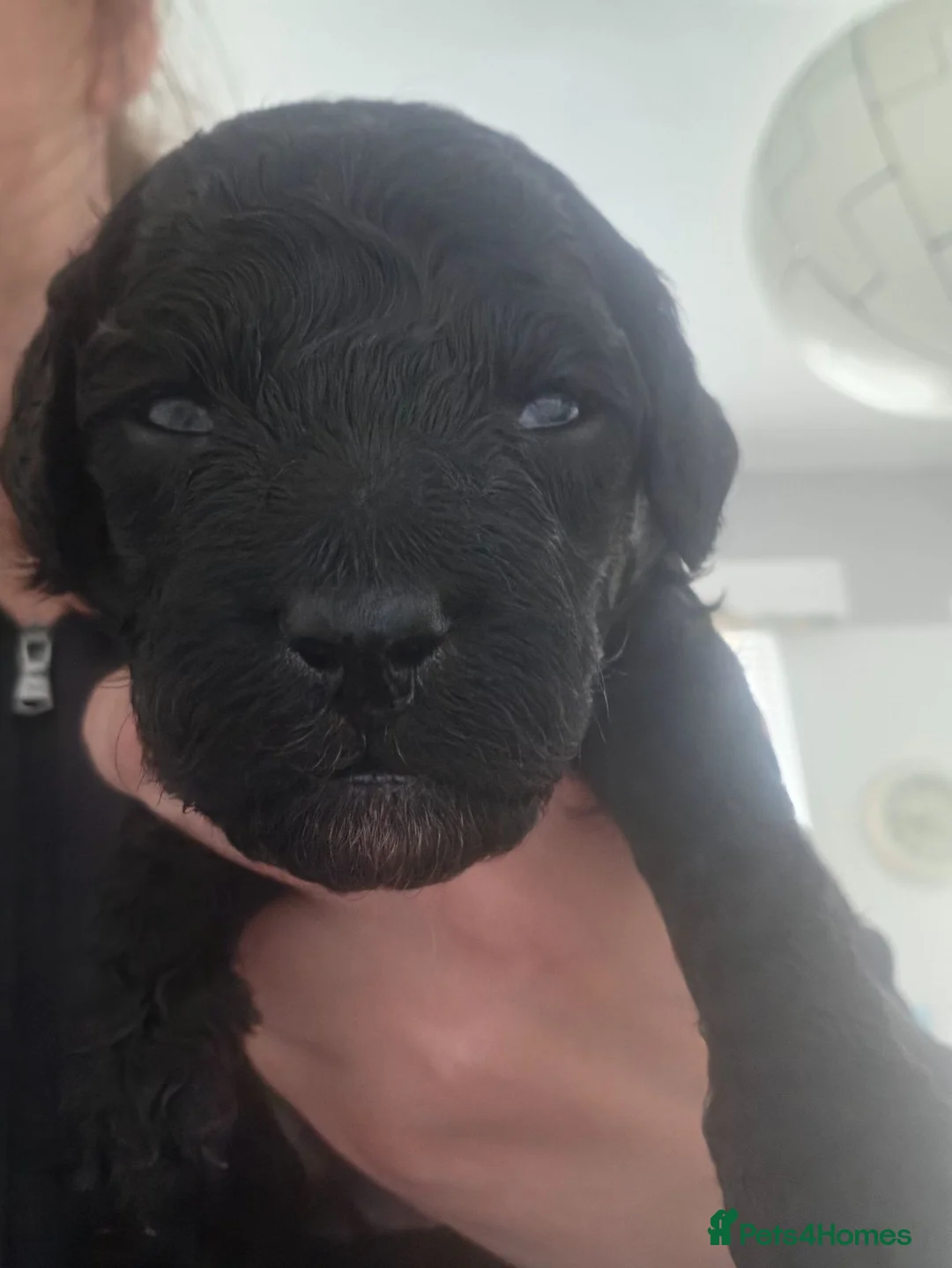 Cockapoo dogs for sale: 2 boy cockapoos left - Advert 2