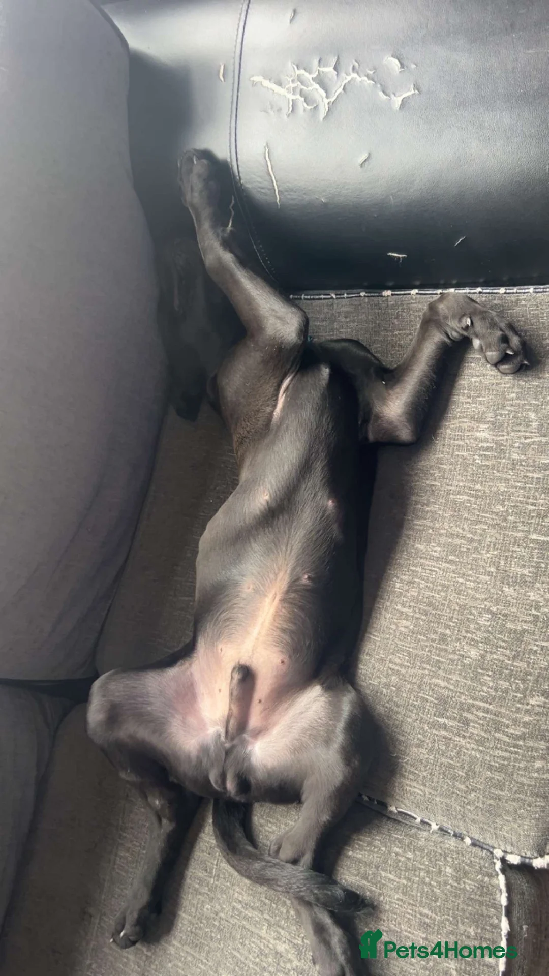Cane Corso dogs for sale: Cane corso - male - Advert 2