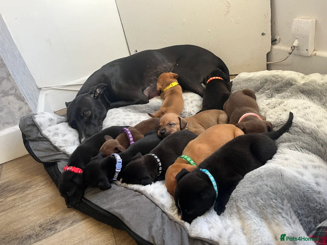 Mixed Breed dogs for sale: 2 Lurcher x Staffy pups left - READY TO LEAVE! - Advert 6