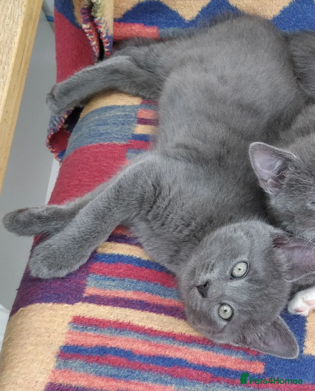 Russian Blue cats for sale: ADORABLE RUSSIAN BLUE KITTENS 8 WEEKS OLD  - Advert 5