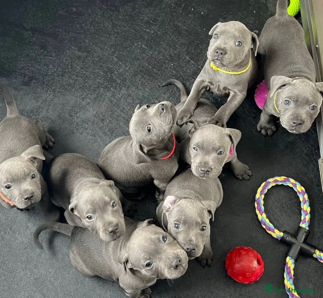 Staffordshire Bull Terrier dogs for sale: Blue Staffordshire bull terrier puppies in Luton - Advert 11