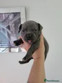 Staffordshire Bull Terrier 5