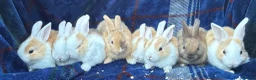 Mini Lop rabbits for sale: Mixed litter of lop x Dutch bunnies for sale - Advert 12