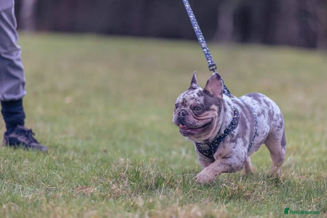 French Bulldog dogs for stud: Stunning blue merle 2year old stud - PROVEN in Lichfield - Advert 6