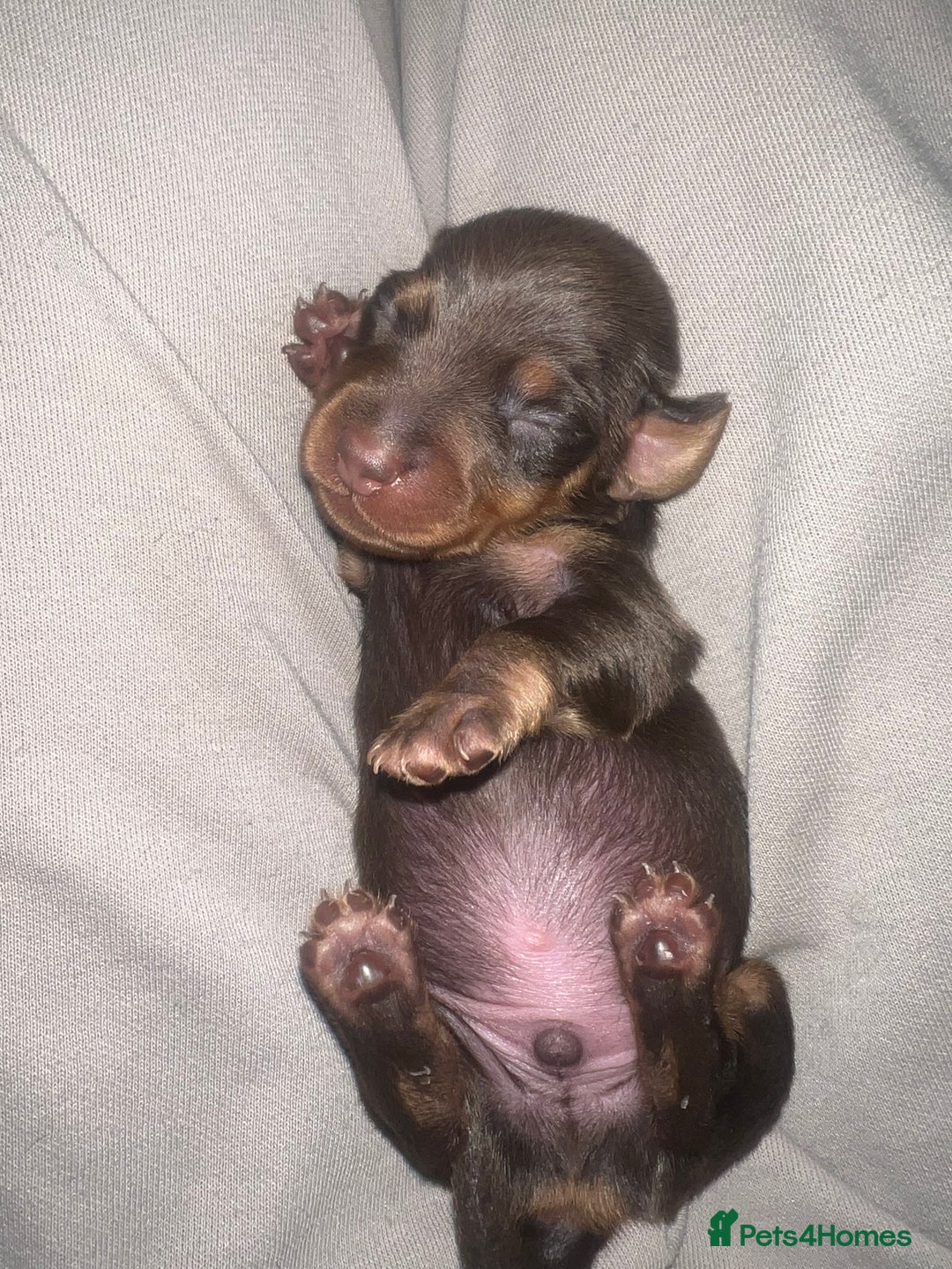 Miniature Dachshund dogs for sale: Just born, miniature dachshunds, boys & girls - Advert 10