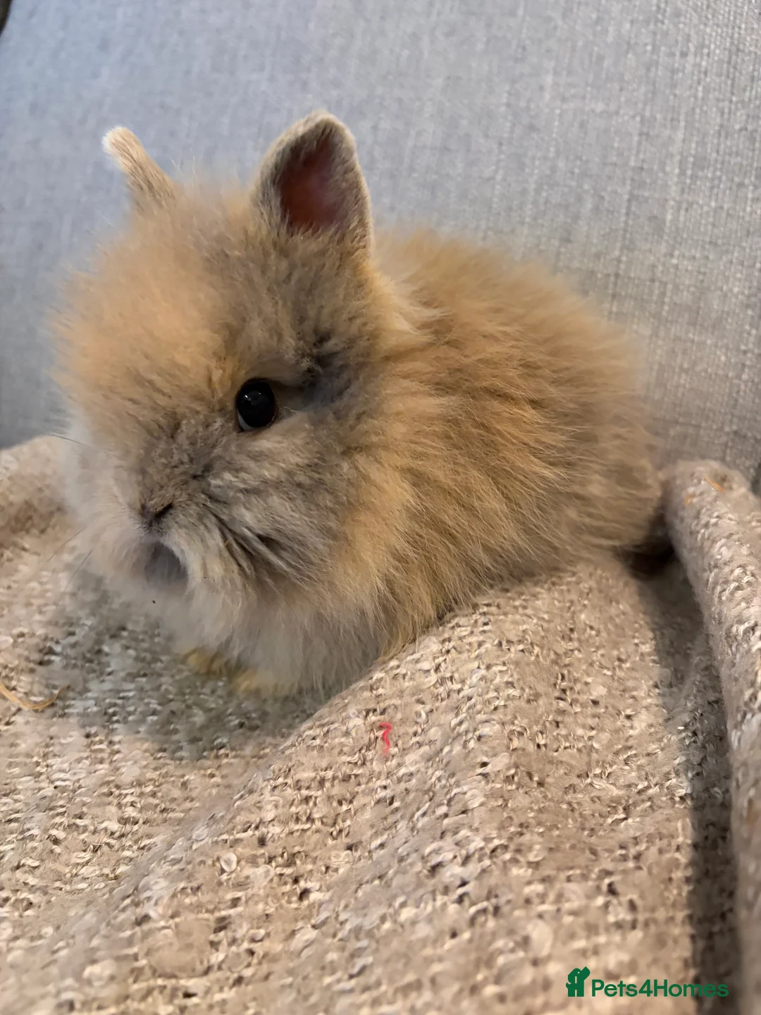 Lionhead rabbits for sale: Double mane lion head baby’s for sale  - Advert 2