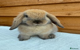 Mini Lop rabbits for sale: Reserved *sooty fawn *ready to leave mini lop  - Image 5