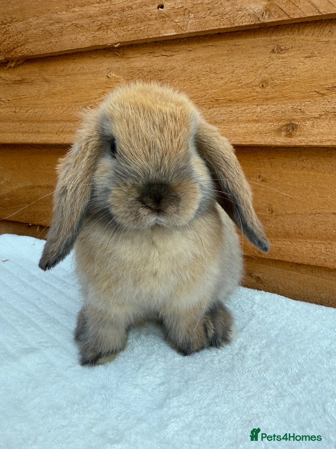 Mini Lop rabbits for sale: Reserved *sooty fawn *ready to leave mini lop  - Image 5